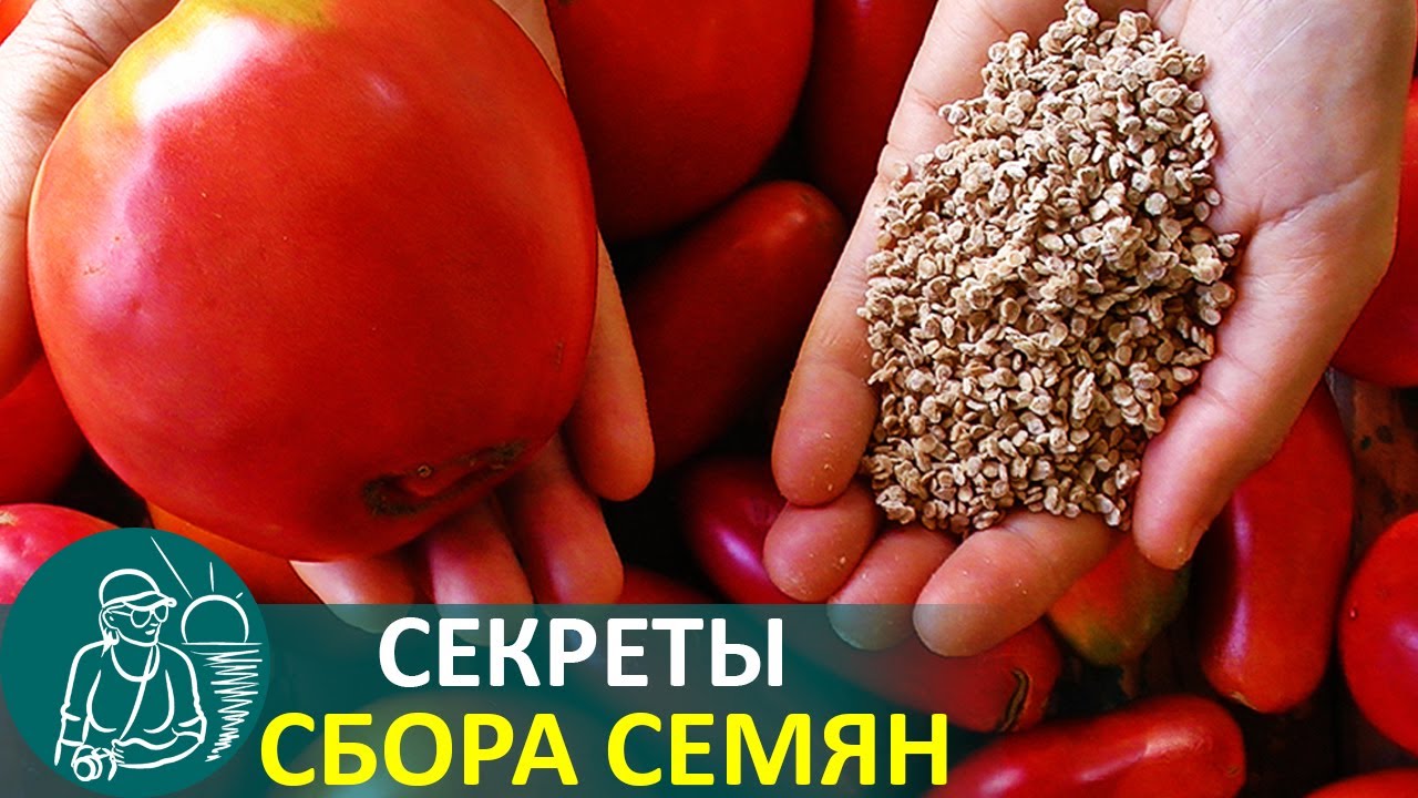 Выращивание рассады как собрать семена помидор по технологии гордеевых