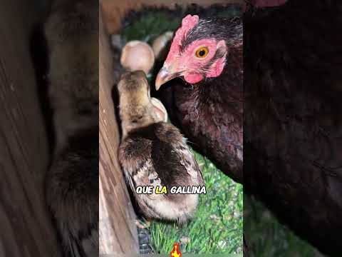 A Peacock Falls in Love with a Chicken?#animals #Friendship #Us