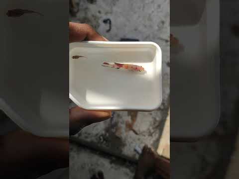 அண்ணன் தம்பி மீன் | betta fish siblings growth difference