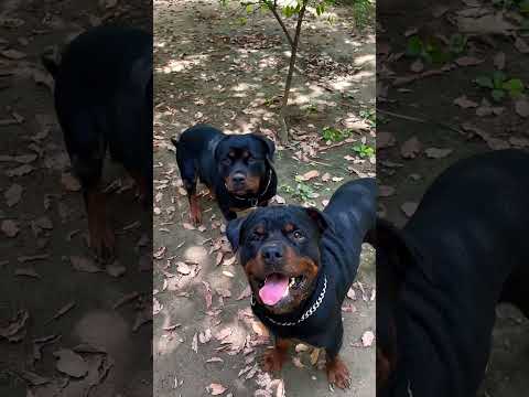 Rottweilers Attacked My Wife. Wife Afraid Of Rottweiler. Dogs Prank Video. #shorts  #rottweiler