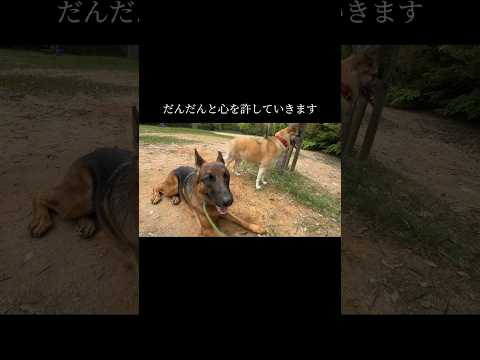 経験が大切です #doglibre #ドッグトレーニング #犬のしつけ #シェパード