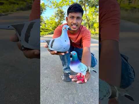 Normal Pigeon VS Remote Control Pigeon