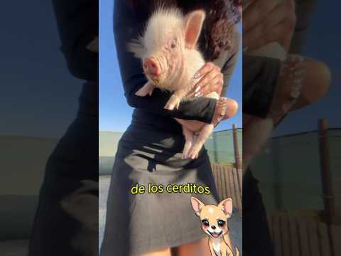 Bomberos se COMEN cerditos rescatados de las llamas 😱 #shorts #curiosidades #cerditos