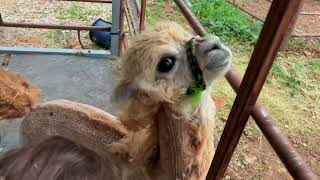 Baby Alpaca’s First Shearing: Learning from Mom