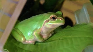 動画サムネイル