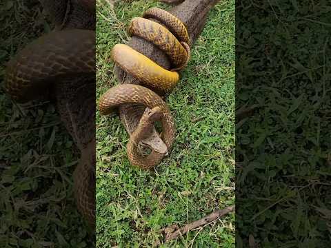 "जंगल की सबसे खतरनाक लड़ाई! 😳 साँप Vs लिज़र्ड 🐍🔥🦎"#WildlifeBattle