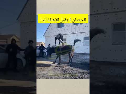هذا الحصان عنده عزة نفس #shorts