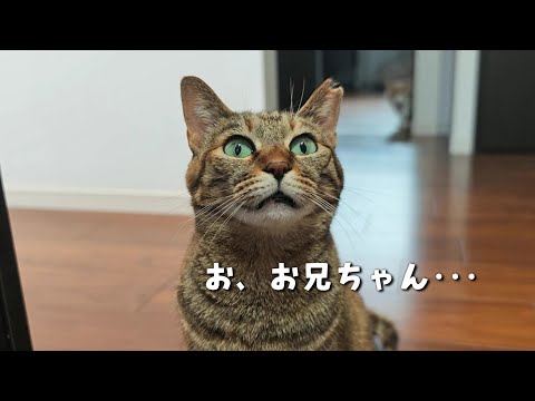 スリル満点!! ギリギリを楽しむ兄猫にビックリ