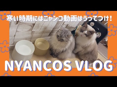 【猫動画】寒い時期にはニャンコ動画がうってつけ〜にゃんともパレード〜#猫動画#猫#415