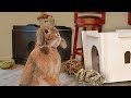 Caring for Cinnabon: Bunny Room Essentials