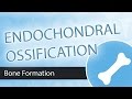 Bone Development and Ossification Processes