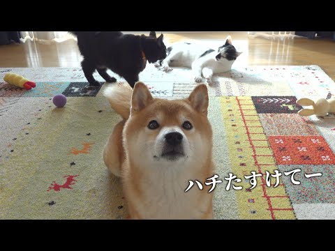 子猫と先住猫が喧嘩に？すると柴犬は世界で一番優しい仲裁をしました。