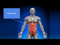Respiratory System Functions and Mechanics
