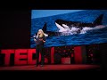 Understanding Animal Grief