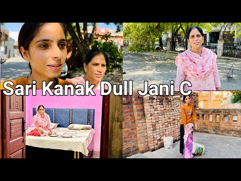 Sari Kanak Dull Jani C + Cow Baby Milya Nhi #punjabivlogs #punjabivlogger #punjabivlog #punjabivideo