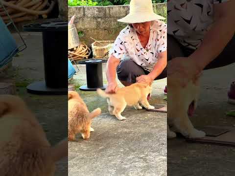 狗狗:哈哈,今天还是没有嘎 #中华田园犬 #中华田园犬大黄 #黄狗白面