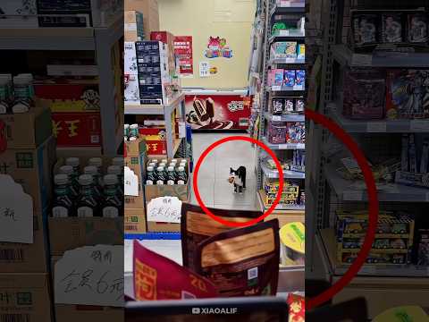 this cat got caught taking food from the store