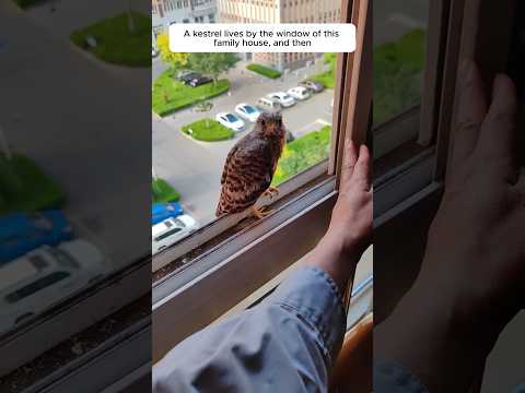 A kestrel lives by the window of this family house, and then #animalshorts #shortvideo