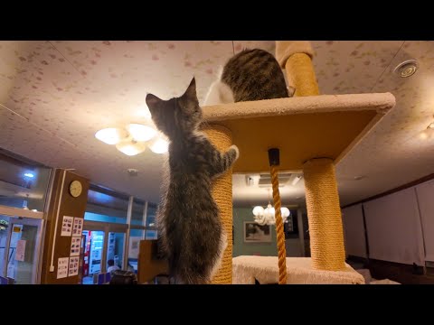 【猫ホテル】夜はロビー横の猫サロンでキャットタワーに上る子猫を眺めて癒やされる