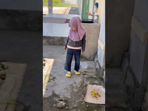 KUCING MAKAN ENAK SEDANGKAN AISHAKA CABUT RUMPUT DULU BARU BISA BELI MAKAN 😱🥺🥺