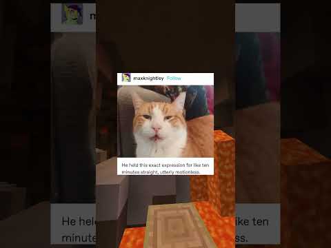 Animal Memes ? #animalmemes #animals #memes #funnymemes #funnyvideo #shorts