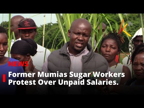 Former Mumias Sugar Workers Protest Over Unpaid Salaries Totaling Ksh 2.4 Billion.