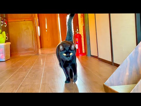 黒ヤギ猫を迎えにきたはずが。。
