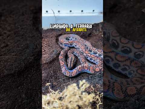 LIMPANDO o TERRARIO da AFRODITE | wildboppre #shorts