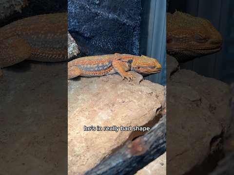 My Bearded Dragon Is Dying