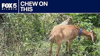 What do goats and Northfolk Sothern have in common? | FOX 5 News