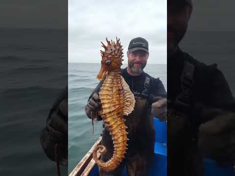 Giant Seahorse Caught on Camera! &#128009;&#127754; #seahorse #giantseahorse #marinelife
