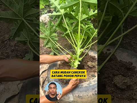 Cara mudah cangkok batang pohon pepaya #shorts