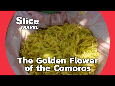 YouTube video thumbnail: Scent of the Comoros: Ylang Ylang Harvesting by Anjouan Women
