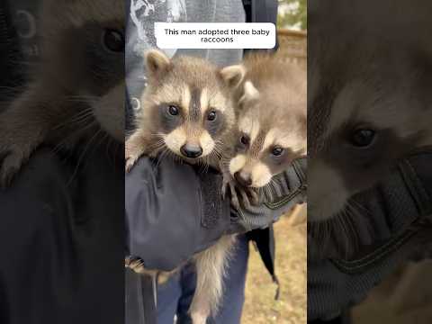 This man adopted three baby raccoons that got lost from their mother, and then #animalshorts