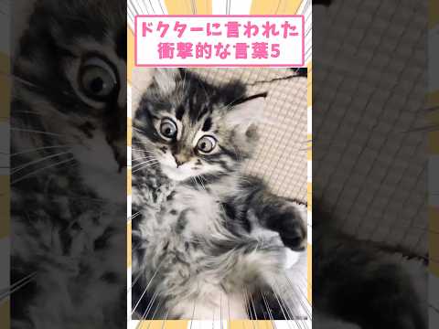 ドクターに言われ衝撃的な言葉5 #猫　#猫のいる暮らし　#猫動画　#ねこ　#可愛い　#ペット　#かわいい　#2ch