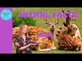 Deer Species and Characteristics