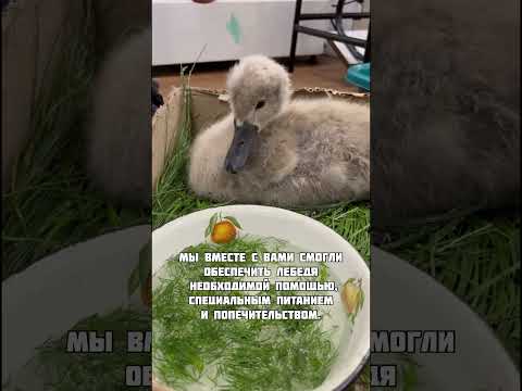 Маленькое начало большой истории лебедёнка 🪺🐣🐥🪶