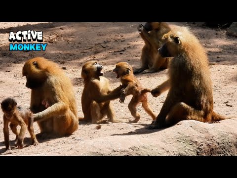 Active Monkeys Having Some Action