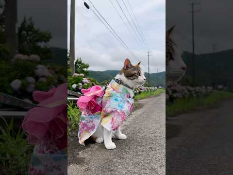 うみ と紫陽花 #猫のいる暮らし #愛猫 #元保護猫 #猫さんぽ #紫陽花