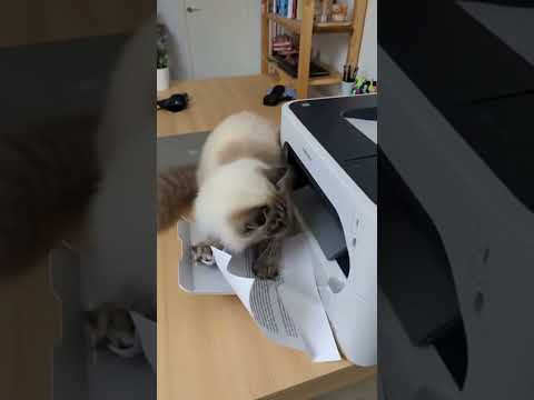 My CAT HATES My New Printer SO MUCH! What's Going ON!