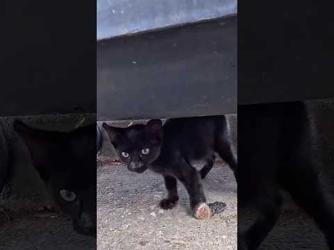 Blackie's tripod has been given a new life. #cat #rescuecat #kitten