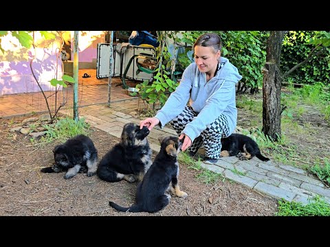 😘Одесса! 098-437-61-29 Май 2025 г. Продаётся милая банда щенков немецкой овчарки от Рекса и Эйры.