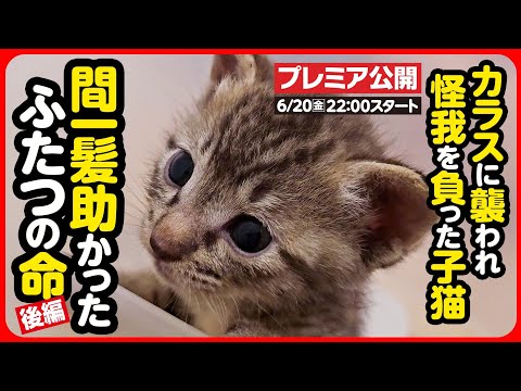 【子猫 保護】カラスに襲われ怪我を負った子猫を保護！どうか元気に育って...！