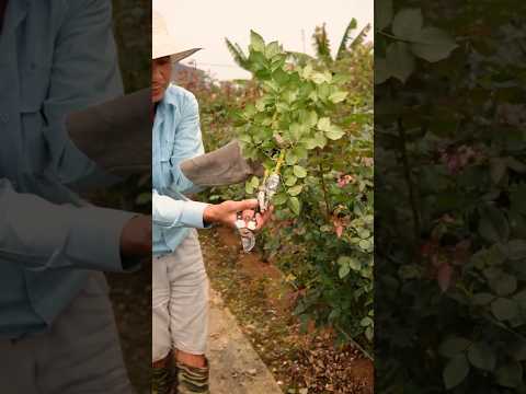 Simple Rose Air Layering Technique #farmingtech @HappyFarm85