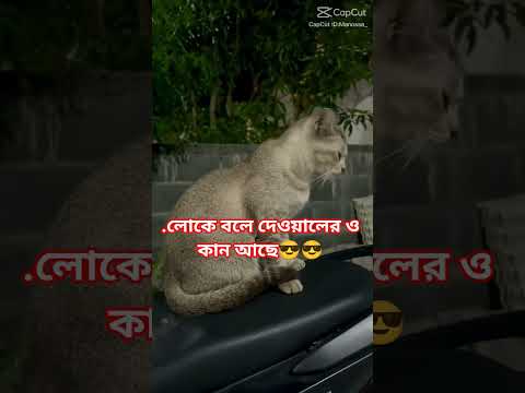 লোকে বলে দেওয়ালের ও কান আছে😎😎 #comedy #sorts #funny#catvideos #youtubeshorts #viral #foryou
