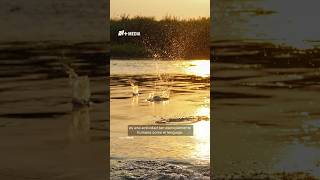 ¿Por qué aventamos piedras al agua?