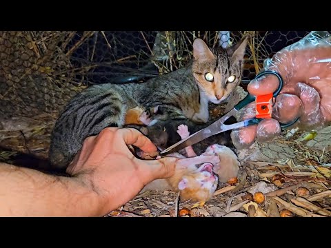Mother cat calls for help, the newborn kittens crying, episode 1