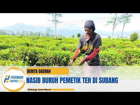 Nasib Buruh Pemetik Teh di Subang