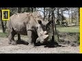 Conservation and Anti-Poaching Efforts