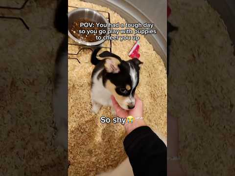 This Puppy was so Shy!😭